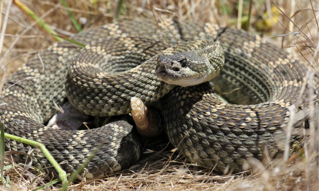serpenti a sonagli in california
