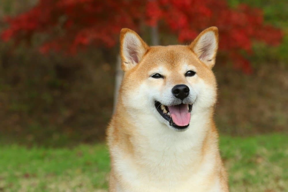 Cane giapponese Shiba Inu