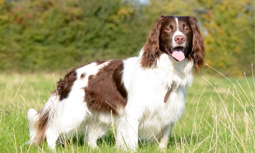 Springer spaniel inglese all'esterno