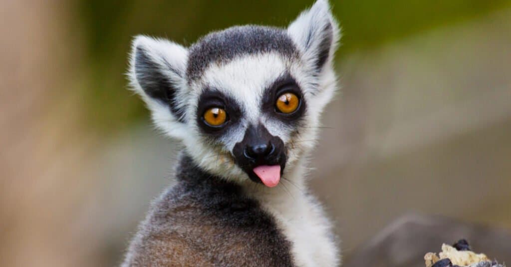 Animali con grandi occhi – lemuri