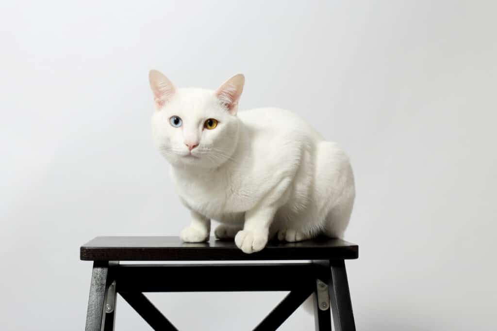 Gatto dagli occhi strani seduto su una sedia