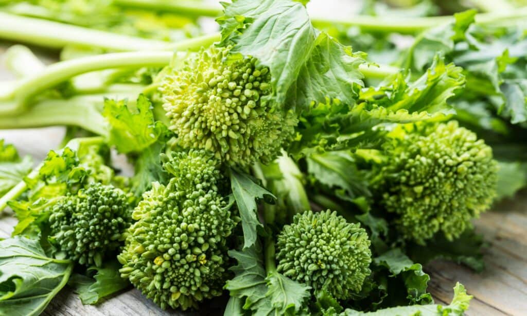 broccoli di rapa