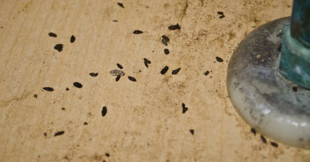 Cacca di topo vs cacca di topo - Cacca di topo