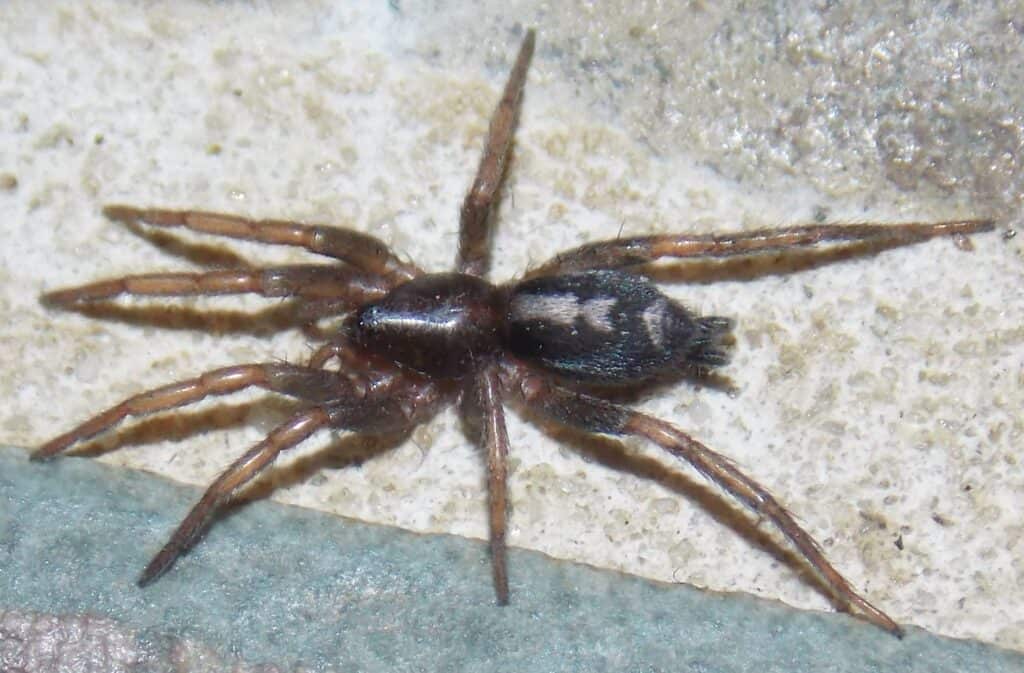 Ragno del parroco orientale ( Herpyllus ecclesiasticus )