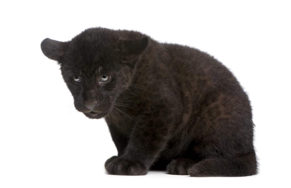 piccola pantera