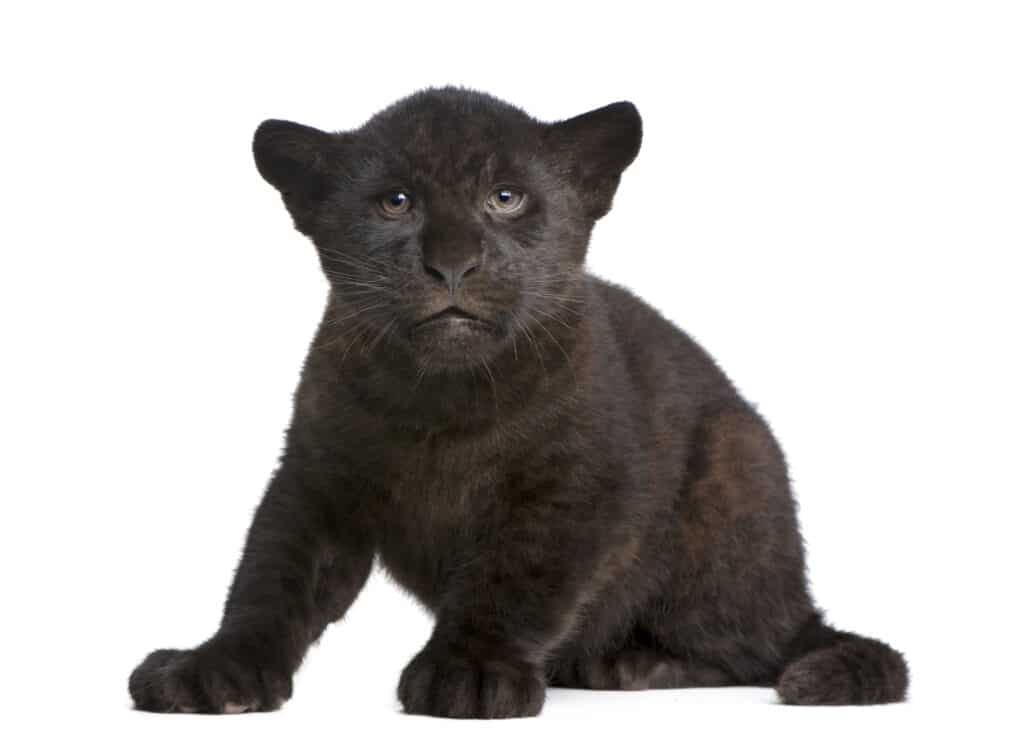 piccola pantera