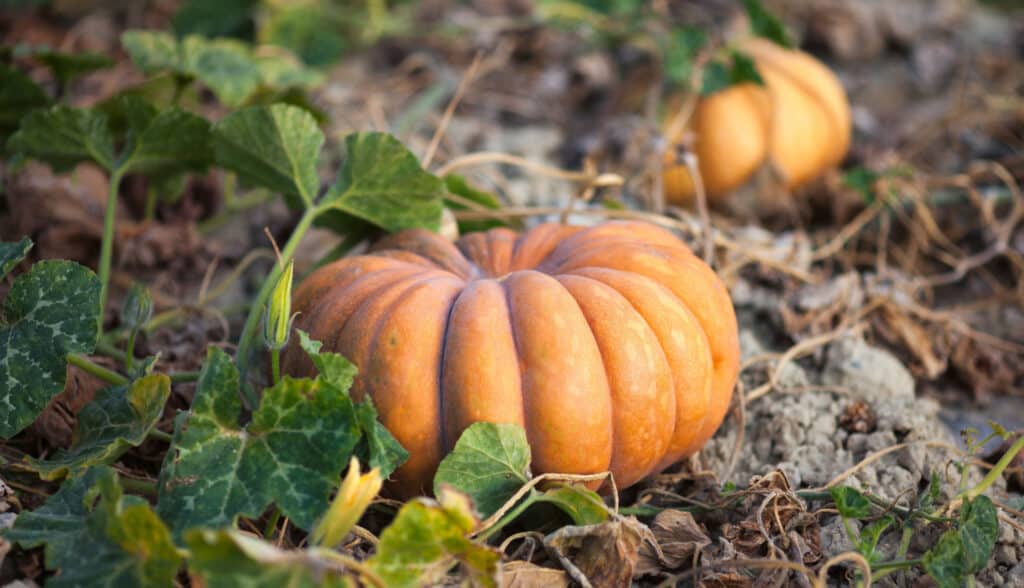 Le migliori varietà di zucca per Halloween e l'autunno: zucche da favola