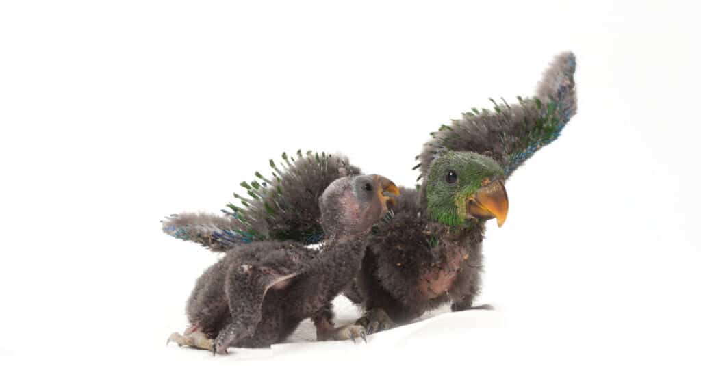 Due piccoli pappagalli Eclectus isolati su sfondo bianco.