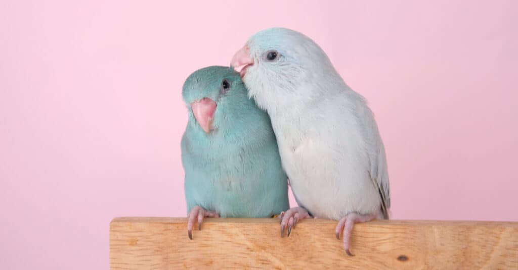 pappagallo madre e bambino