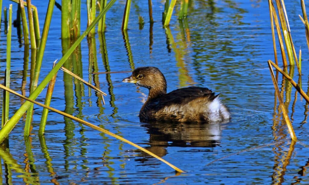 Area di gestione della fauna selvatica di Market Lake