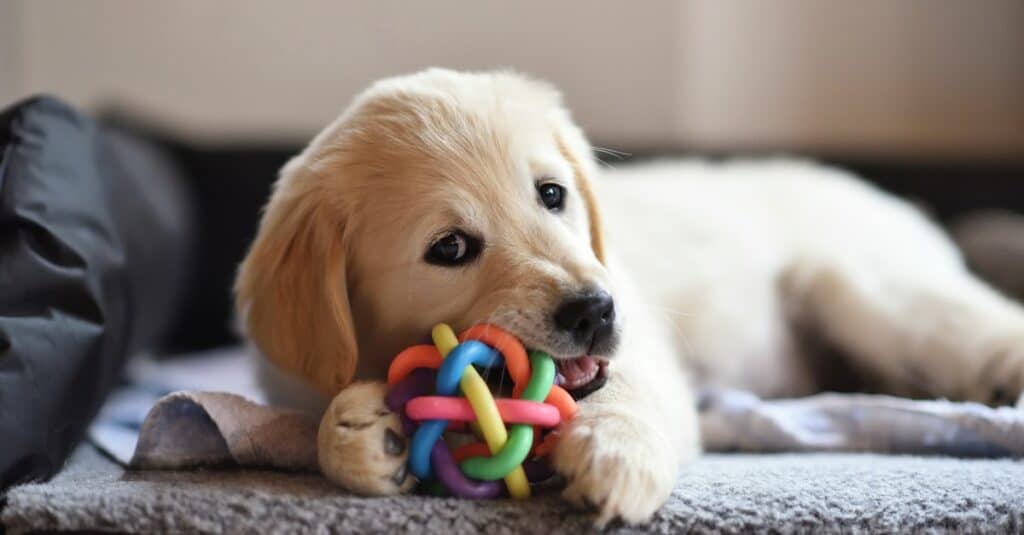 Cucciolo di Golden Retriever che mastica un giocattolo