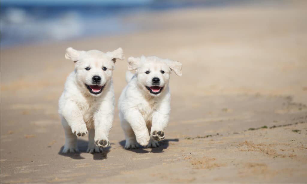 cibo per cuccioli royal canin golden retriever