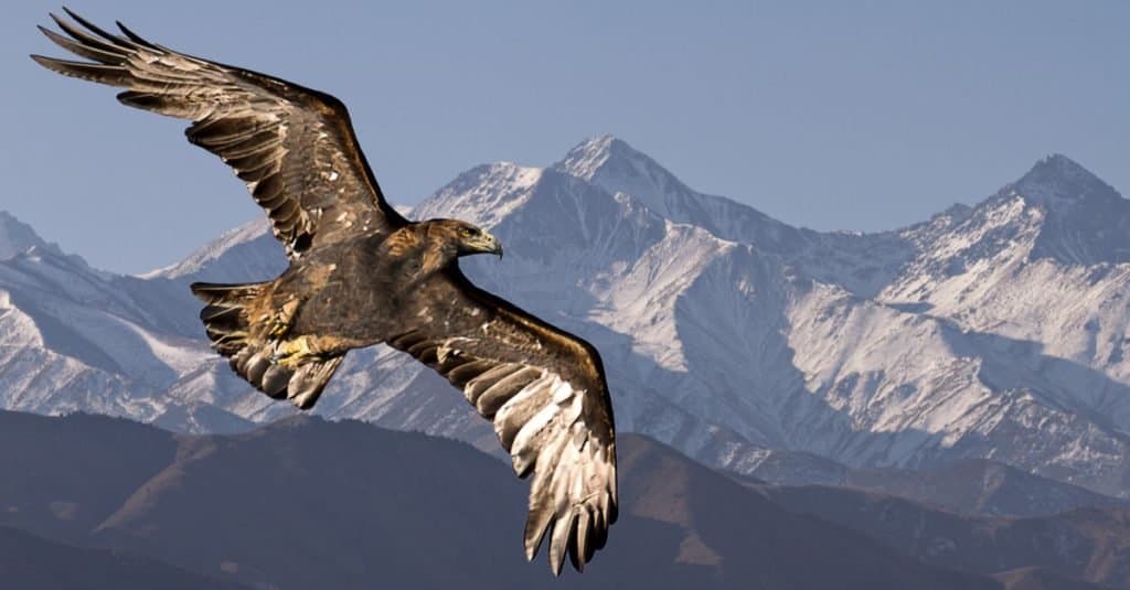 Gli uccelli più veloci del mondo: l'aquila reale