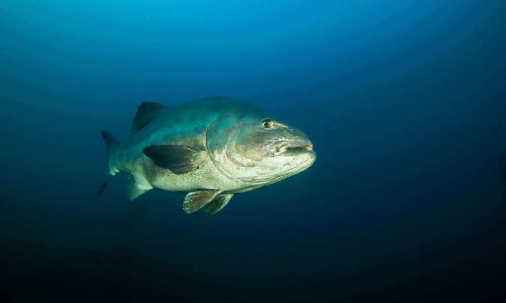Branzino Nero