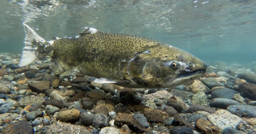 Salmone più grande - salmone chinook