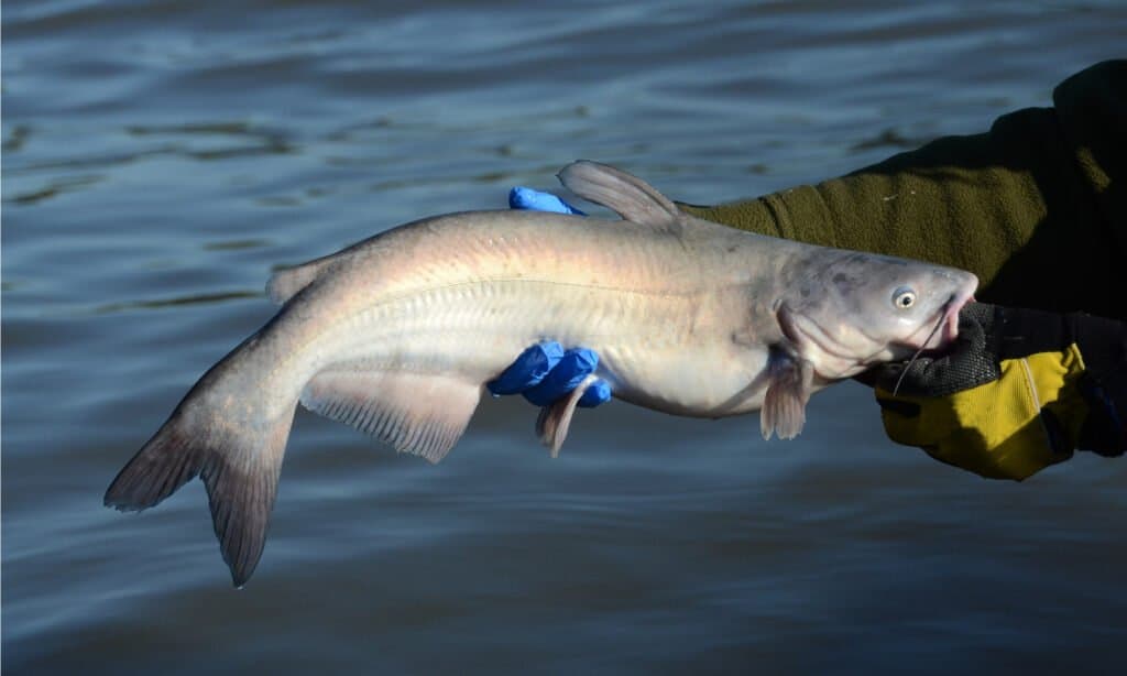 Pesce gatto blu