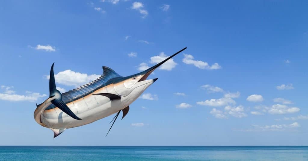 Animale marino più veloce: pesce spada