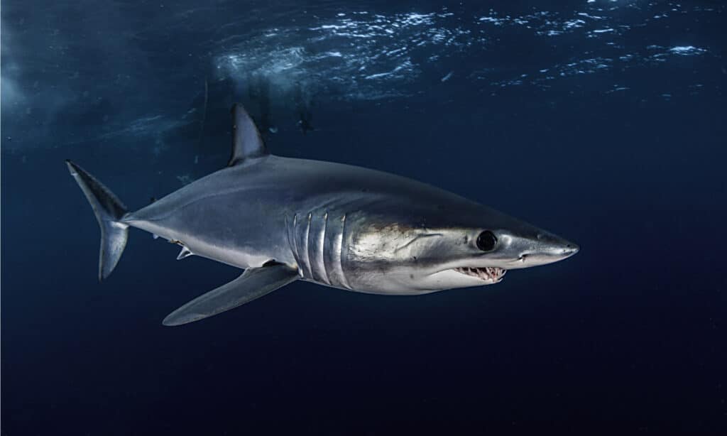Squalo mako pinna corta che nuota appena sotto la superficie, a circa 50 chilometri al largo della costa del Capo Occidentale in Sud Africa.