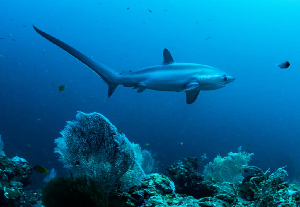 Uno squalo volpe pelagico, Alopias pelagicus, nuota vicino a una barriera corallina nelle Filippine.