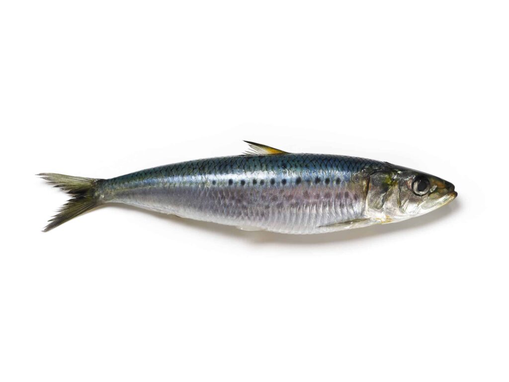 Sardina