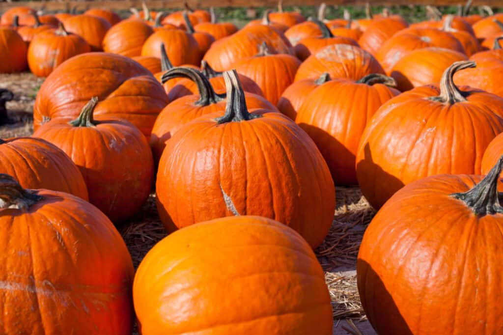Le migliori varietà di zucca per Halloween e l'autunno: zucche gladiatore