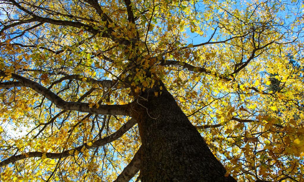 Quercia Nera