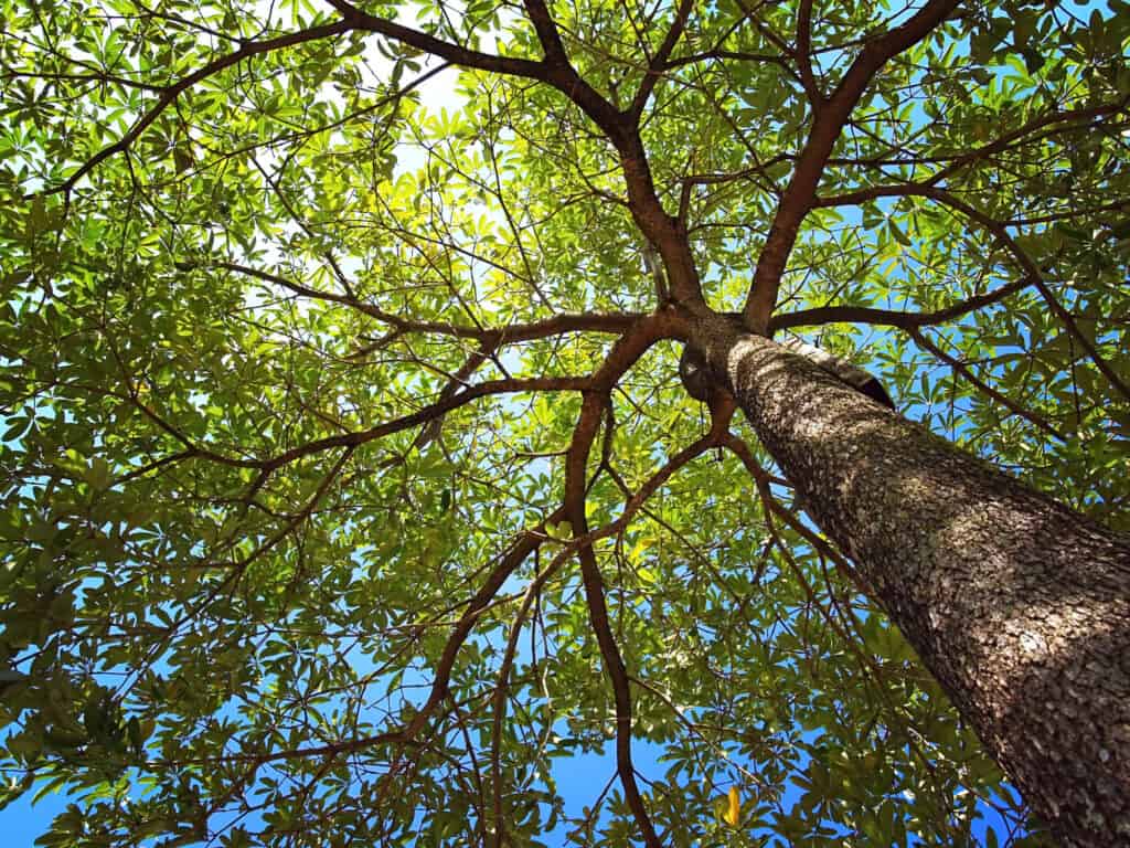 cime degli alberi di quercia bianca