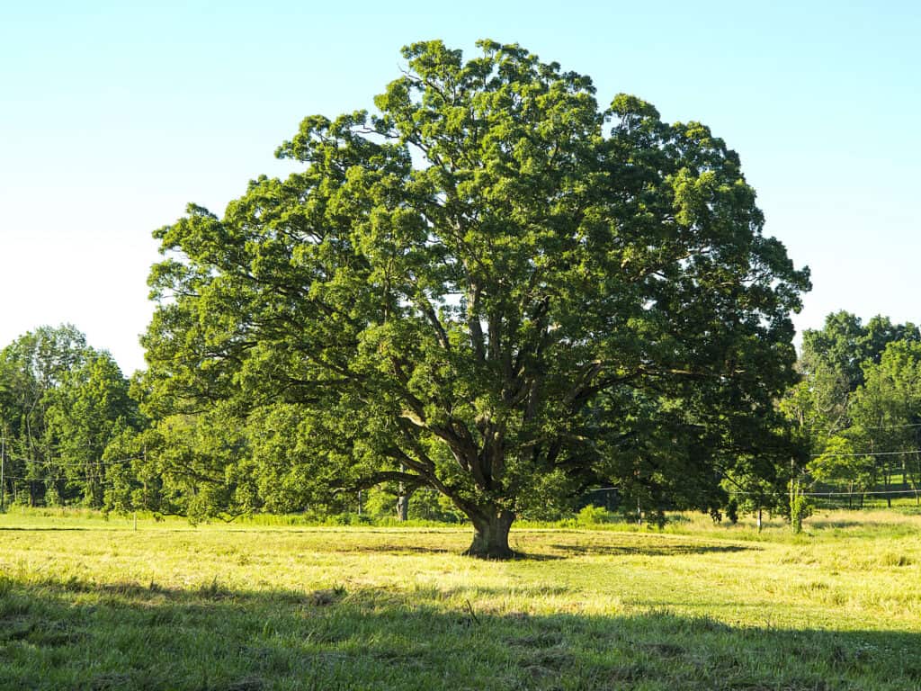 Quercia Bianca