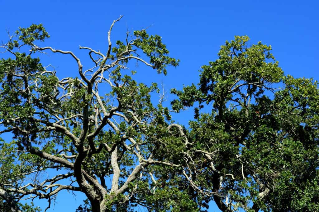 cime degli alberi di quercia rossa meridionale