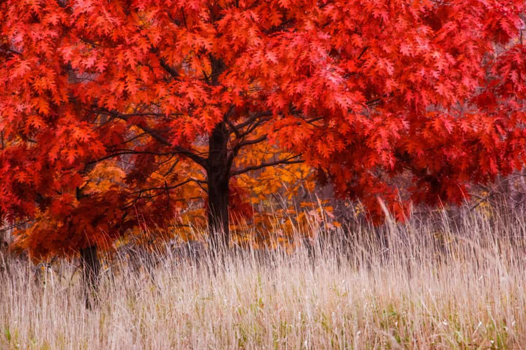 Quercia Rossa