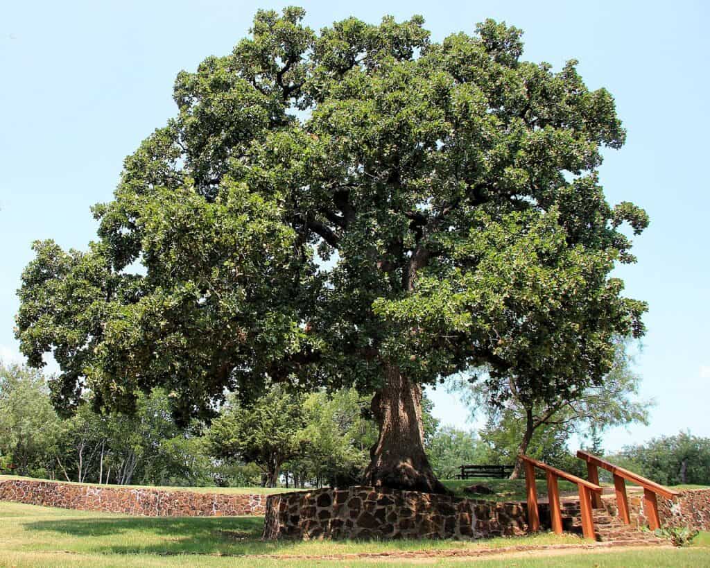 Quercia postale