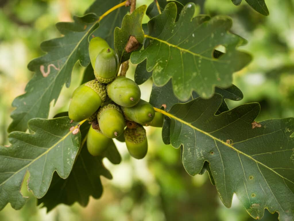 Tipi di querce