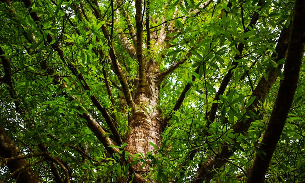 Quercia di salice 