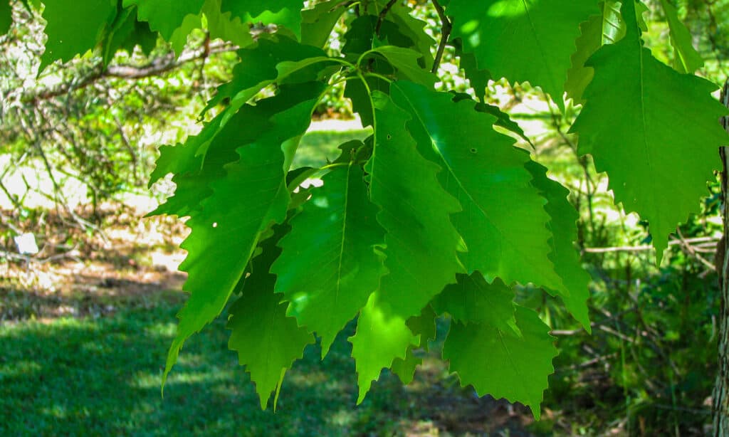 Quercia Chinquapin