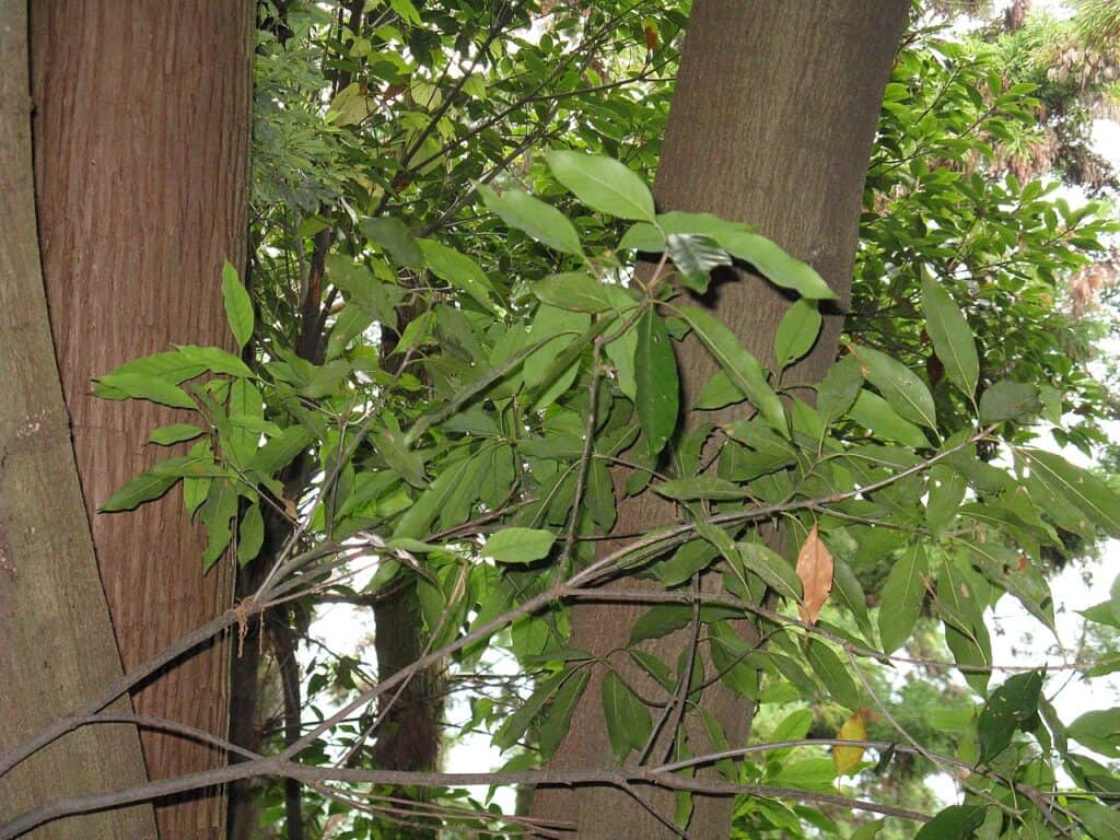 Quercia sempreverde giapponese
