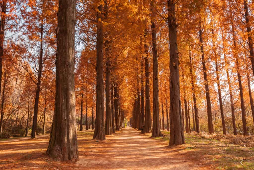 sentiero di sequoie all'alba