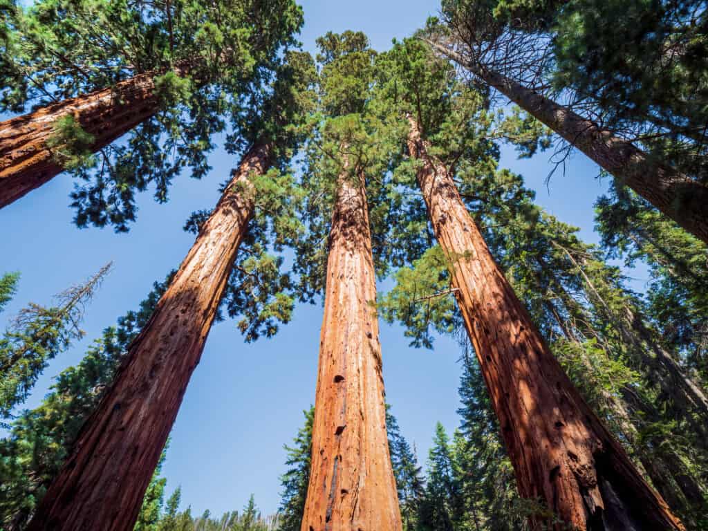 Sequoie giganti