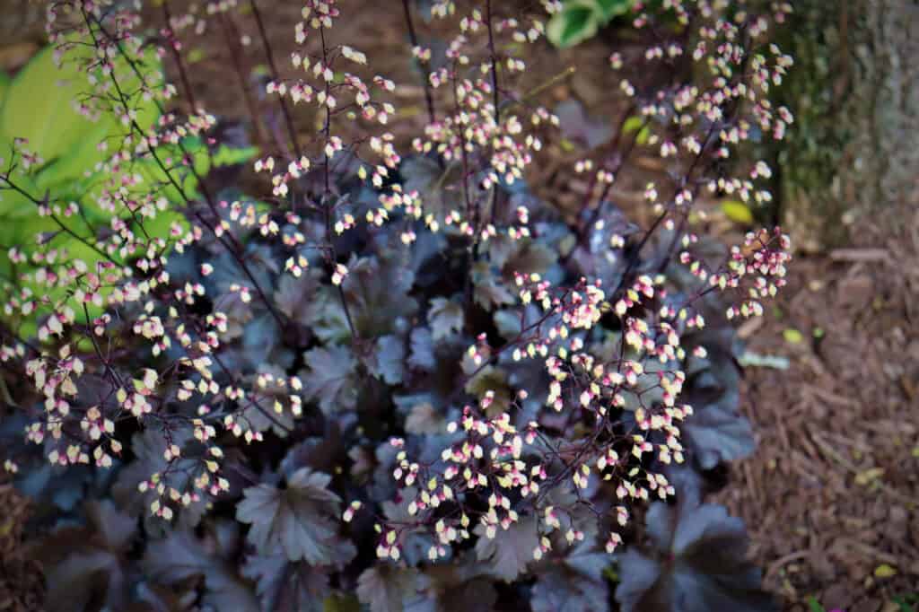 campane di corallo nero in fiore