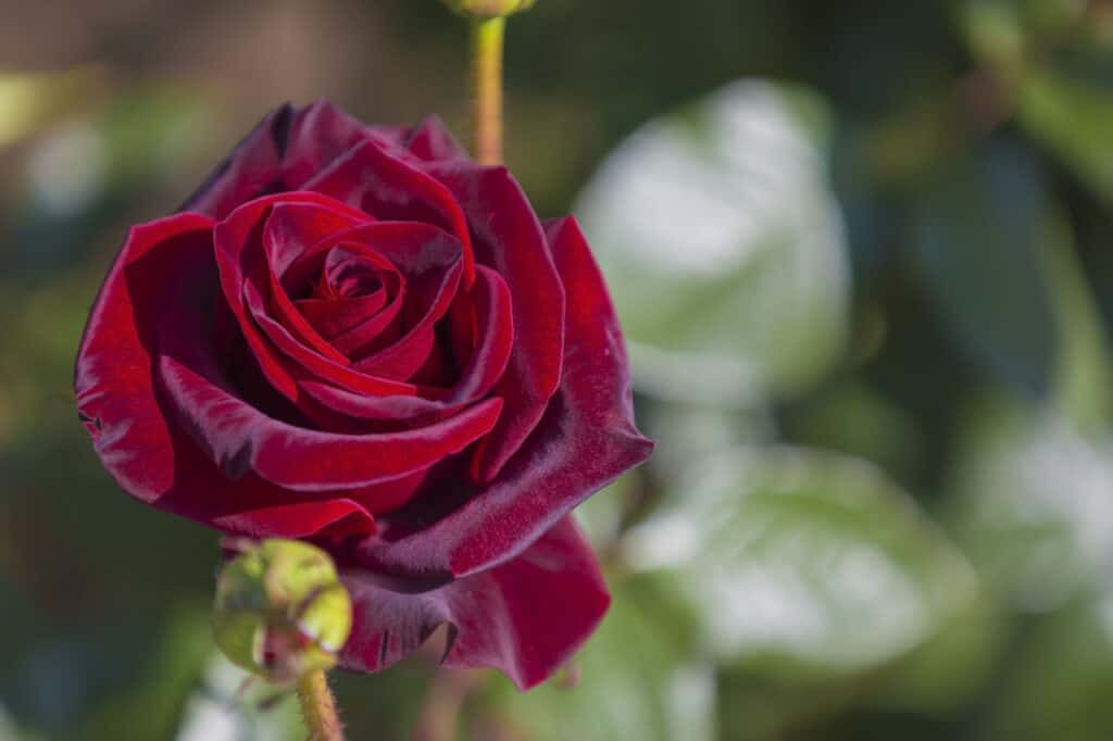 Fiori e piante neri