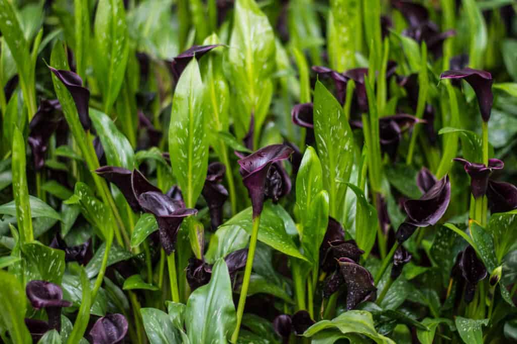fiori da piantare a maggio