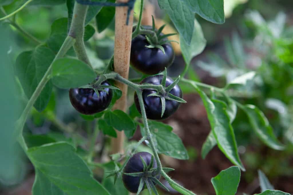 Fiori e piante neri