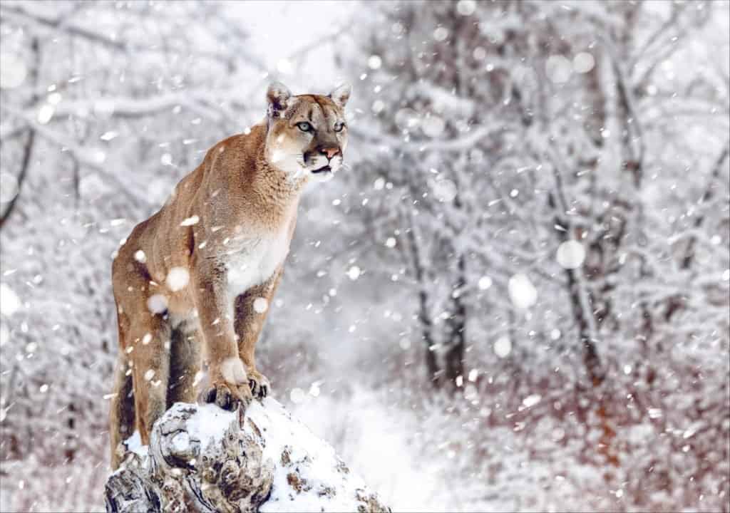 Leone di montagna nella neve (Felis concolor)