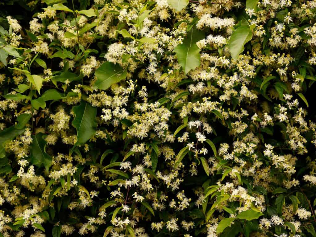 Clematide virginiana