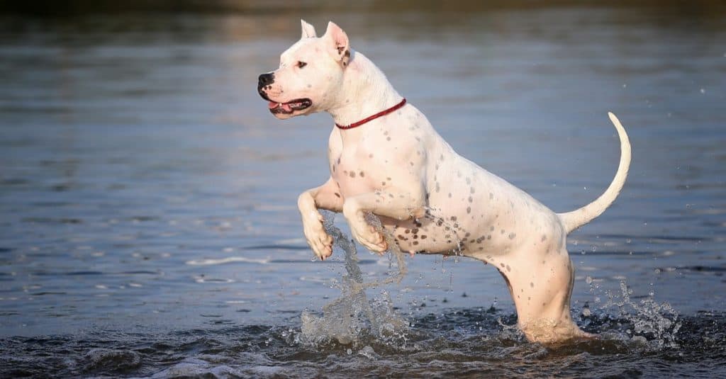 Dogo Argentino contro Bulldog americano
