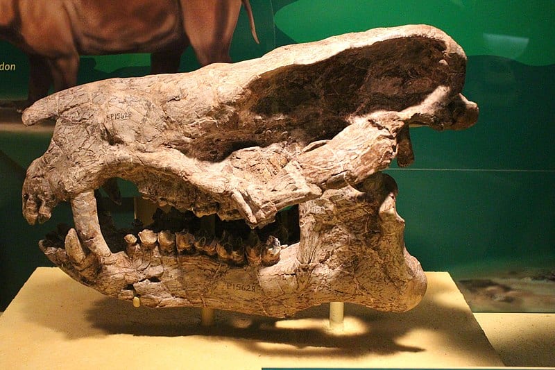Il teschio di un Coryphodon
