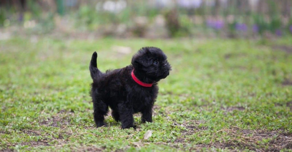 Affenpinscher contro Bruxelles Griffon