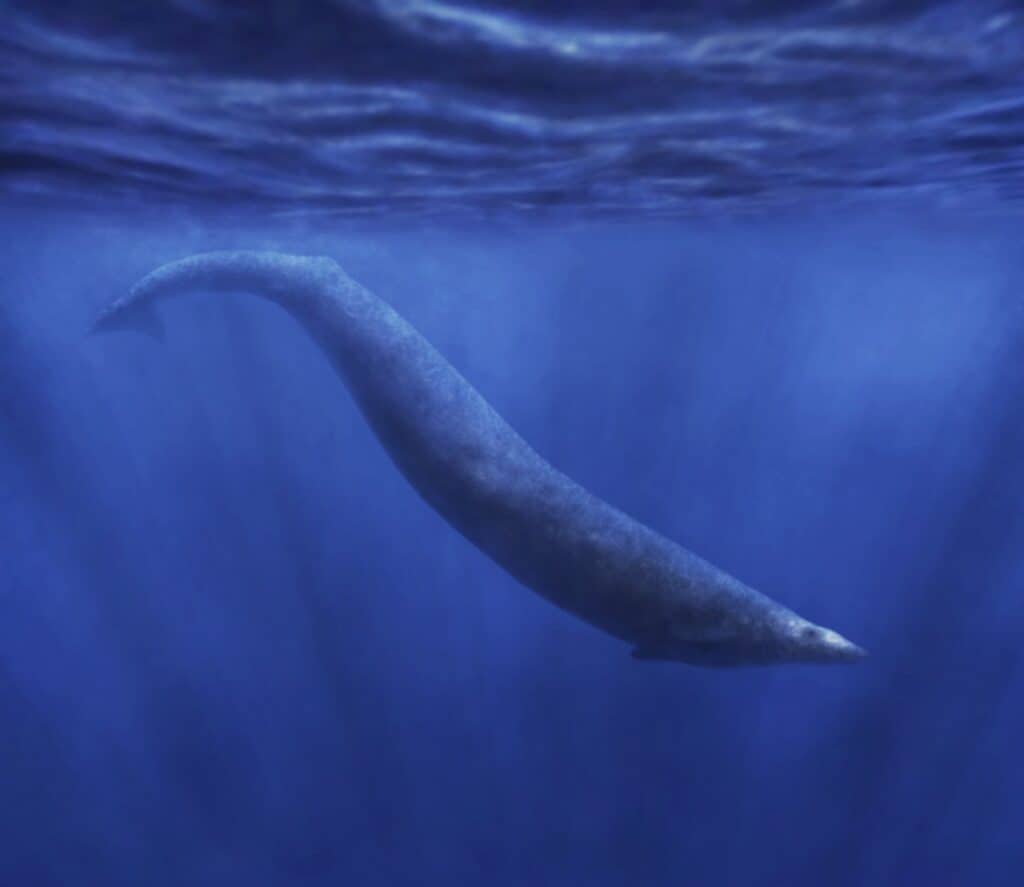 Basilosauro cetoide
