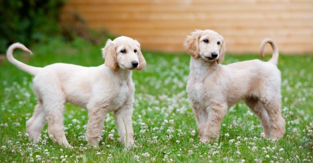 Cuccioli di levriero afgano in piedi nell'erba