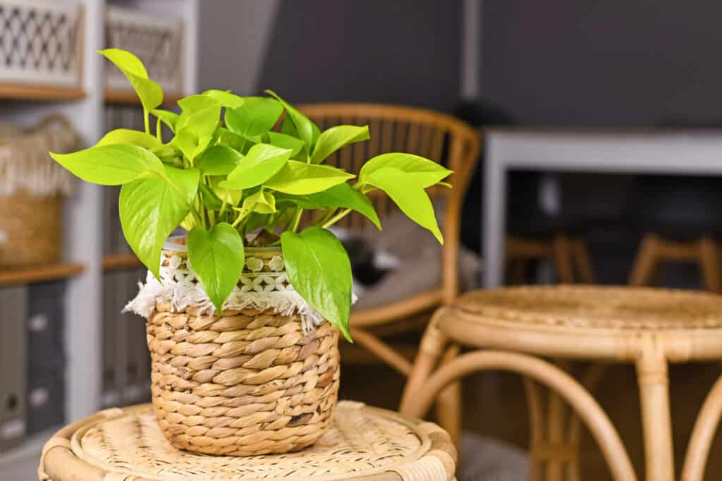 Cestino, Boho, Botanica, Immagine a colori, Copy Space