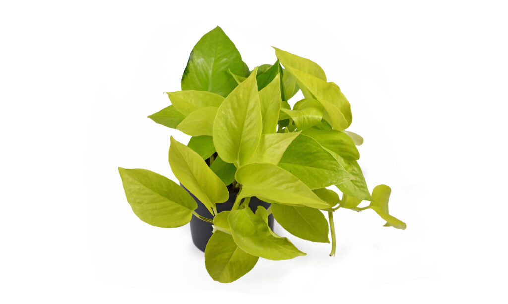 Botanica, Immagine a colori, Taglio ritagliato, Epipremnum, Alla moda